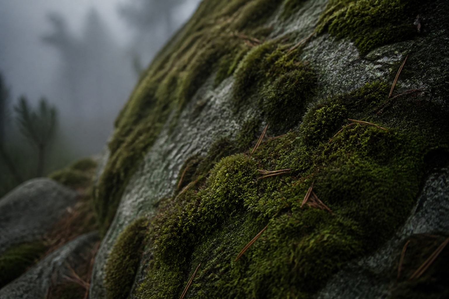Detail von Moos und Granit als visuelle Metapher für Harzer Fachbegriffe